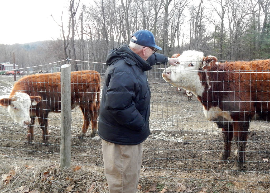 poppa and cows