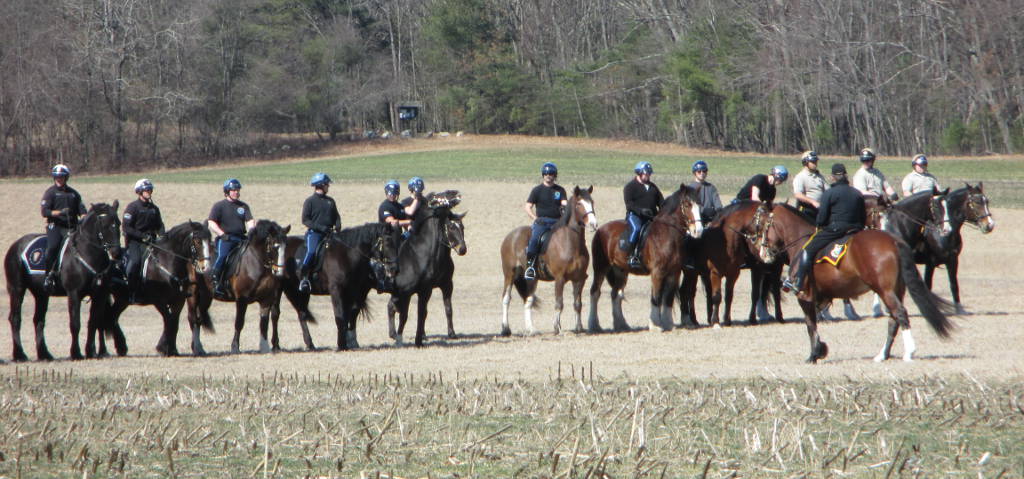10 police horses