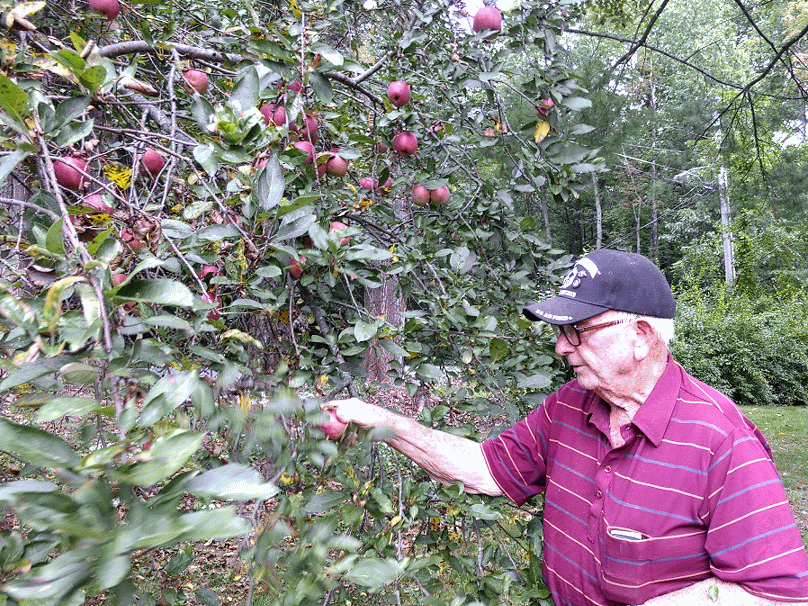 papa picking apples