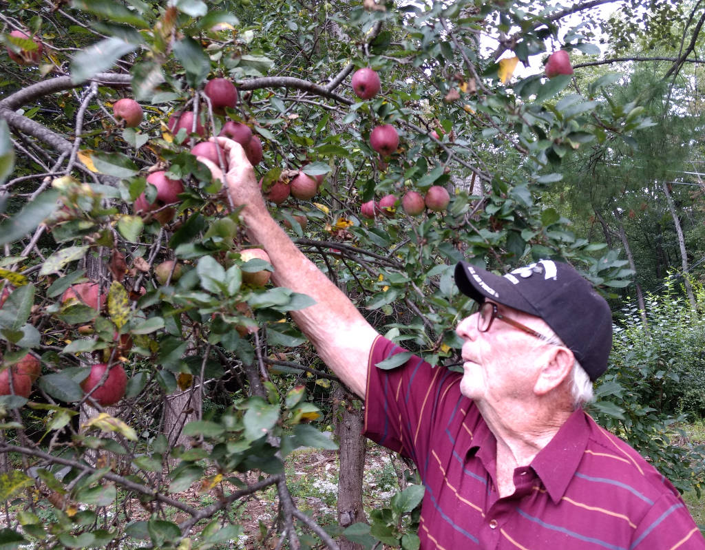 picking apples 1