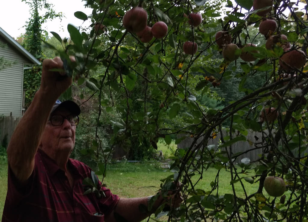 picking apples 5