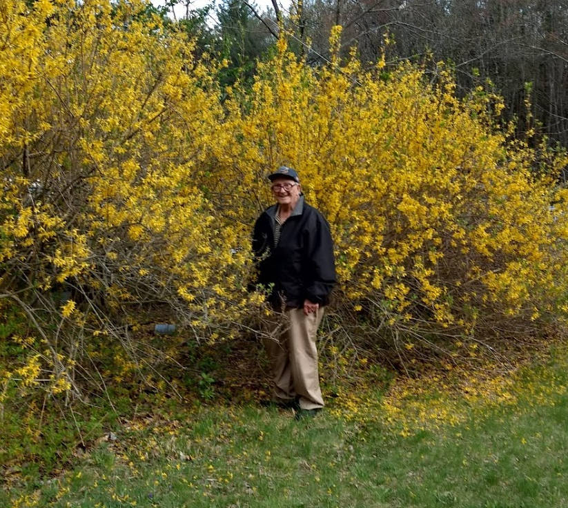 in forsythia