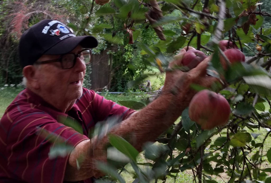 picking apples 4