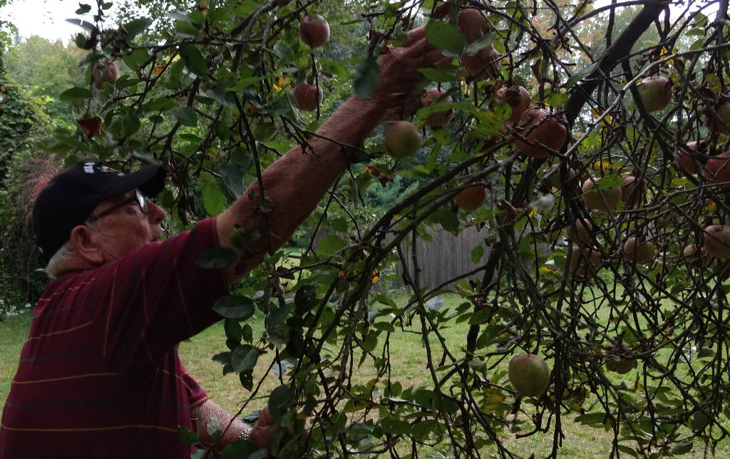 picking apples 6