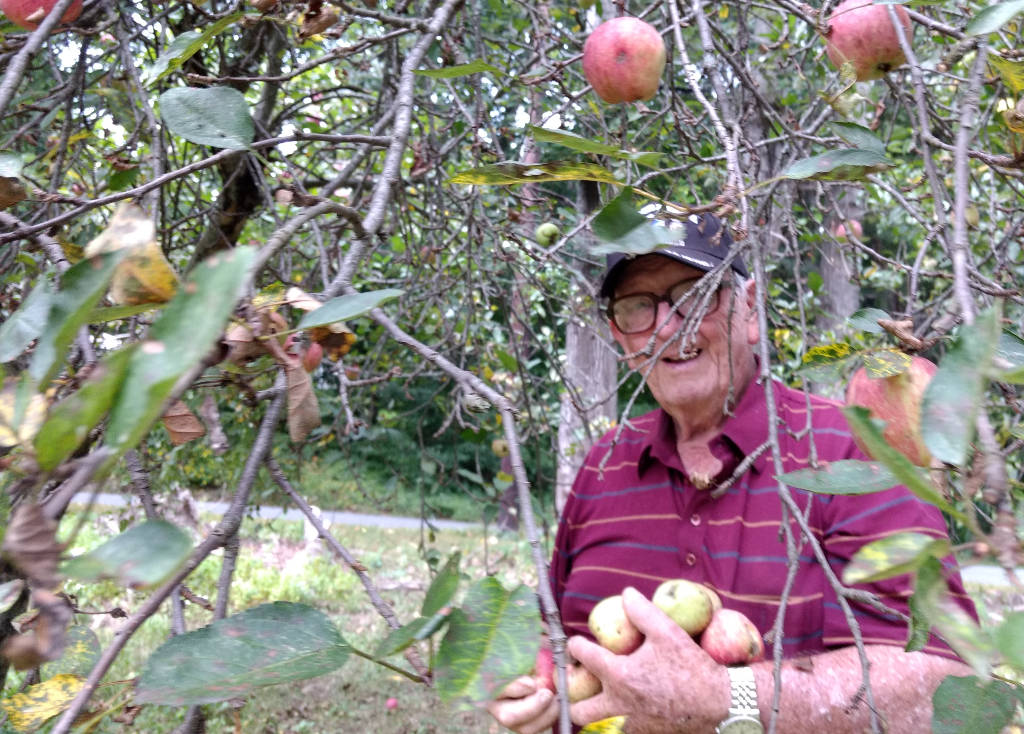 picking apples 7